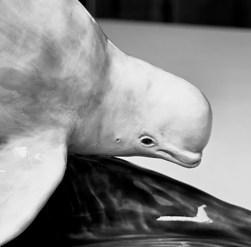 Beluga