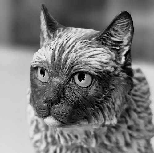 Ragdoll Cat Ragdoll Cat