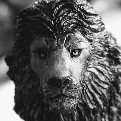 Barbary Lion